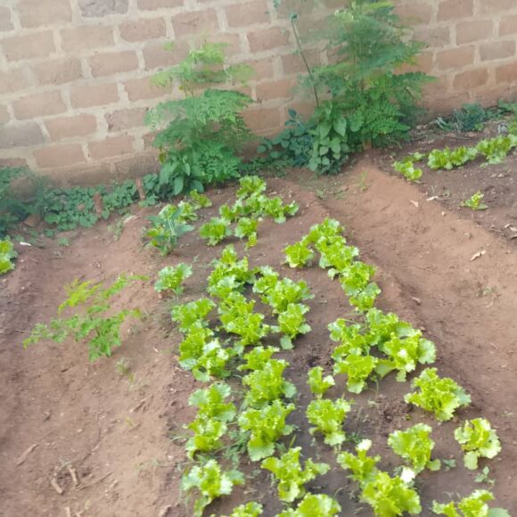 Quand le jardinage devient semence d’espoir et d’inclusion