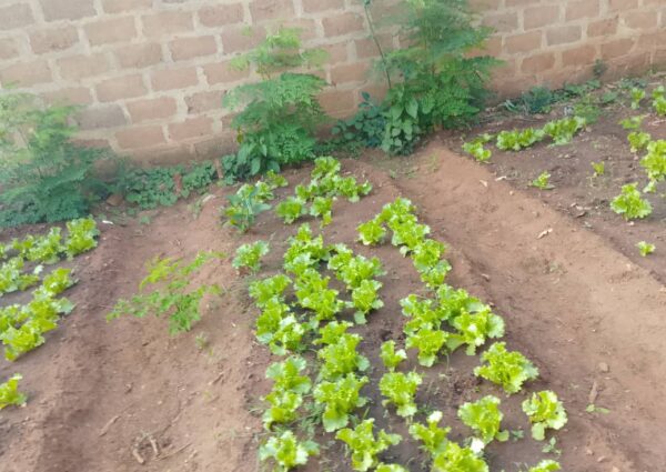 Quand le jardinage devient semence d’espoir et d’inclusion