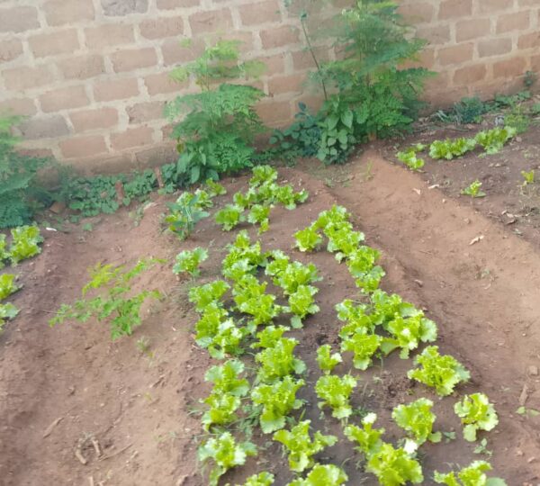 Quand le jardinage devient semence d’espoir et d’inclusion